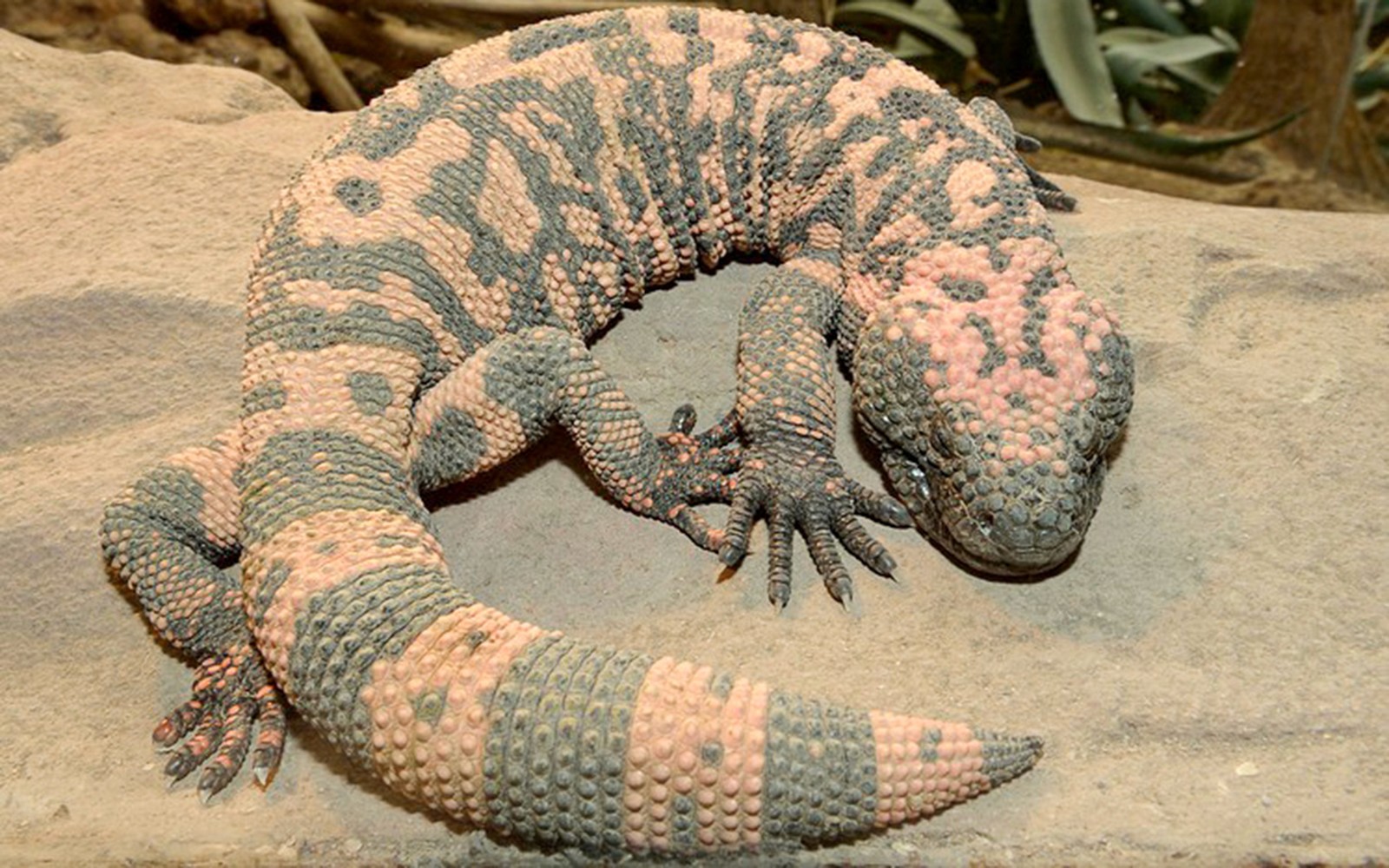 JuliusEurekus: Suksjesjon på en hogstflate, image size:1600x1000