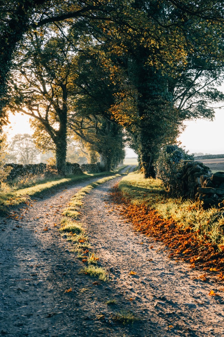 A country path with the light bathing it from the left hand side. The season is autumn