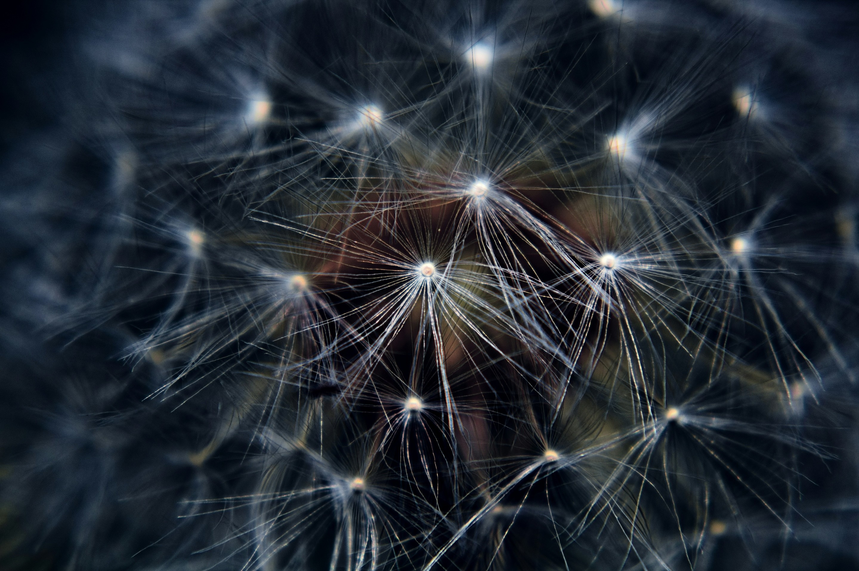 Close-up of a dark green leaf showing its textured surface and central vein against a muted background.