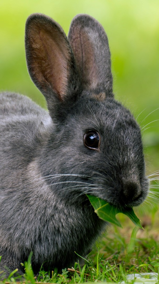 Rabbit munching on leaf