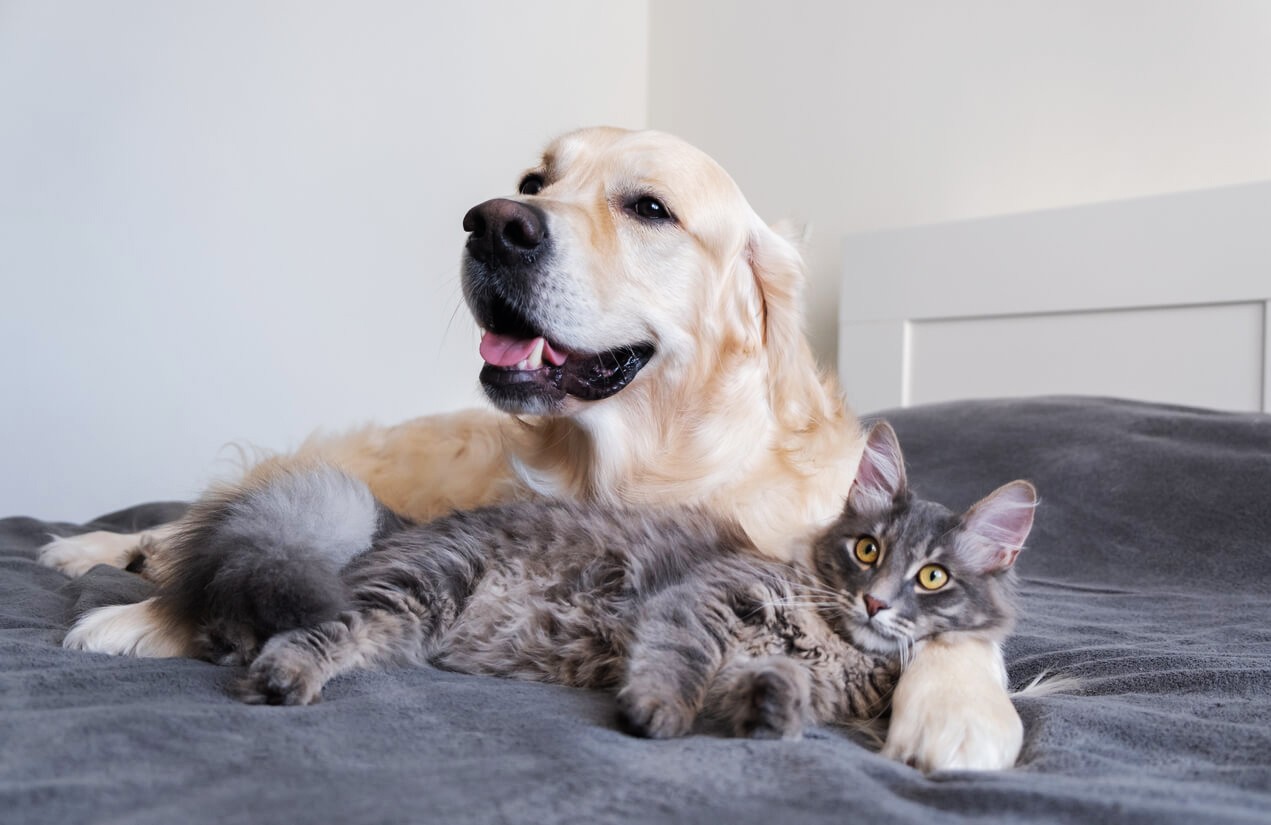 happy dog and cat chilling on the bed