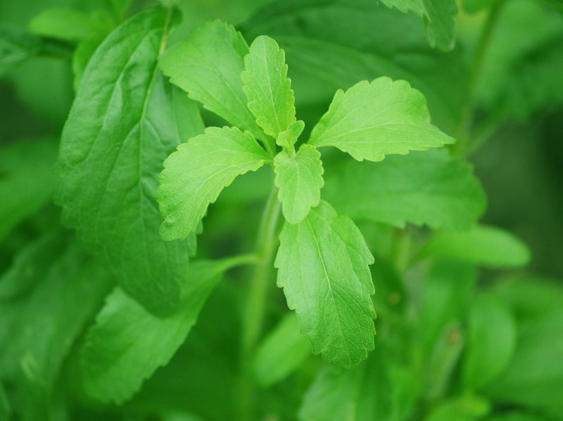 Stevia