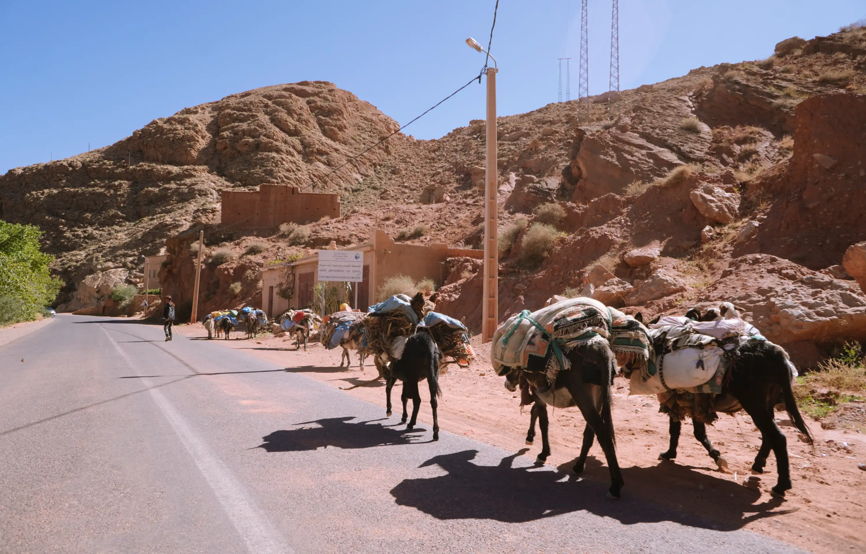 A pack of donkeys walking down the road.