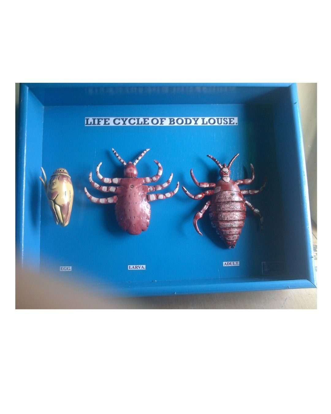 Life Cycle of Body Louse