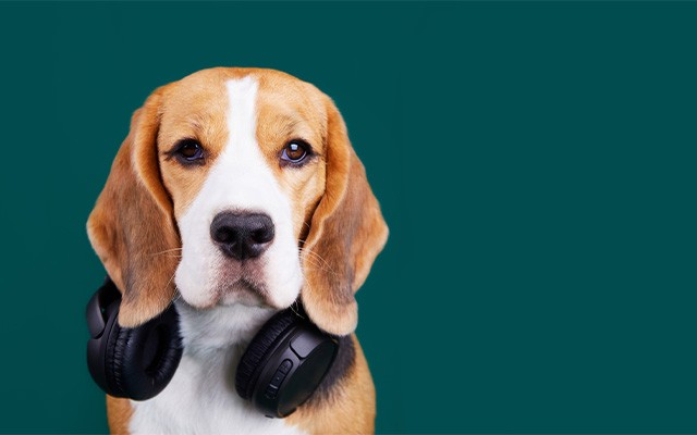 dog with headphones
