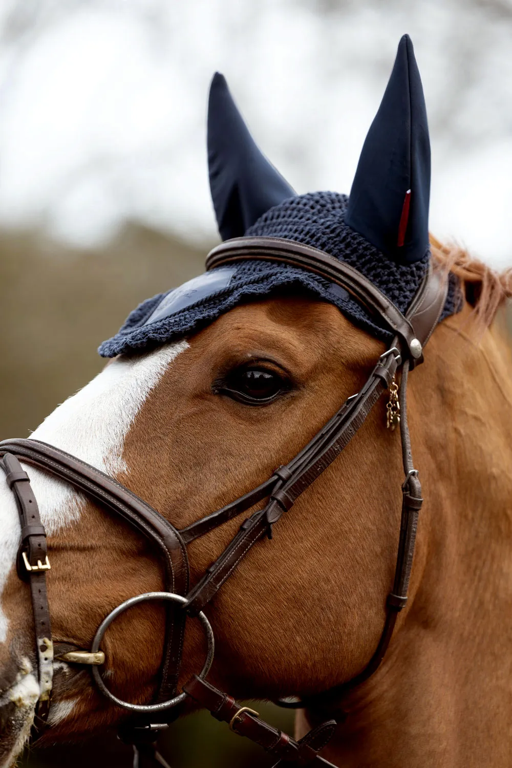 Close crop photo of horse face