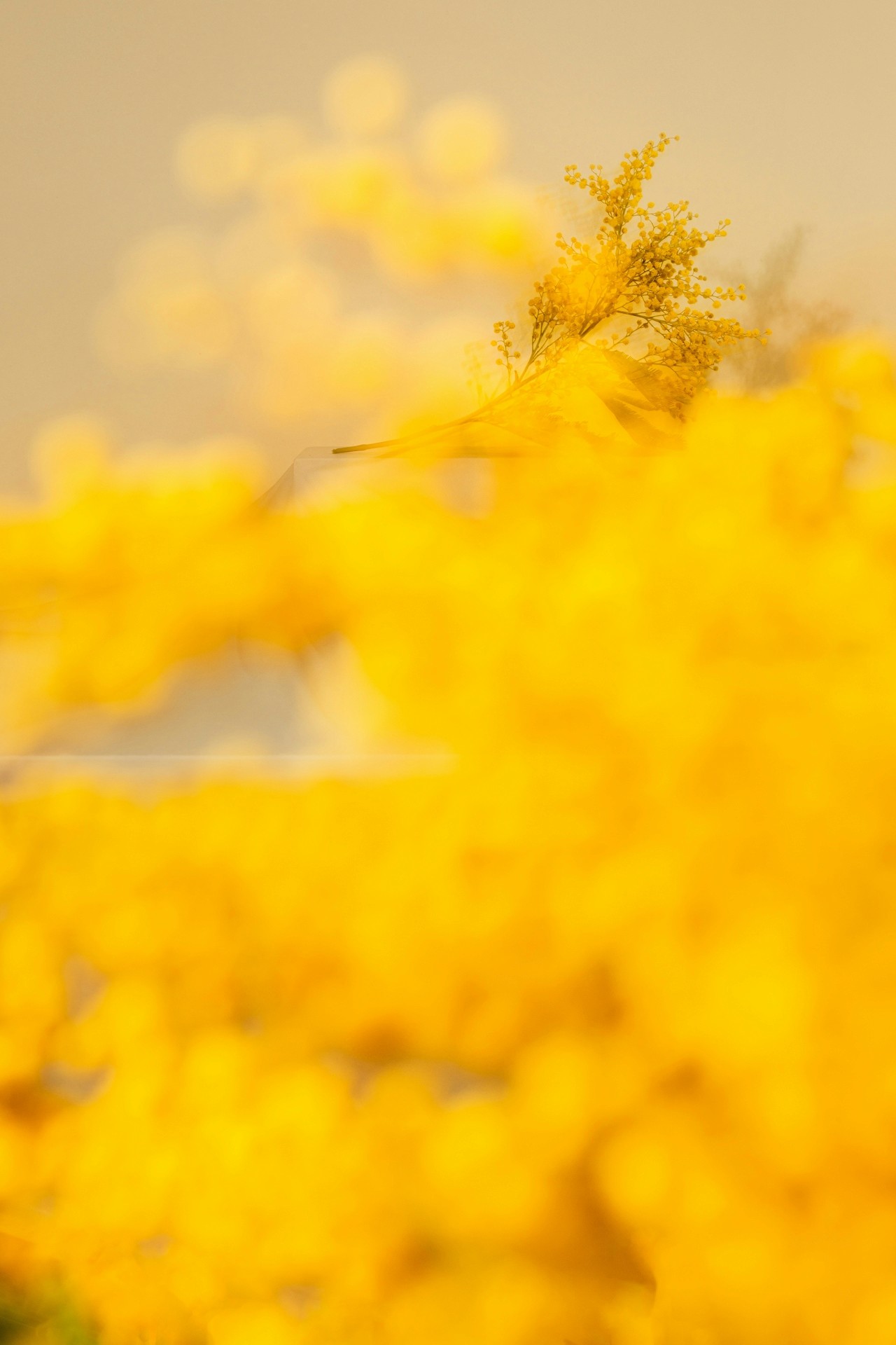 Yellow mimosa flowers in soft focus