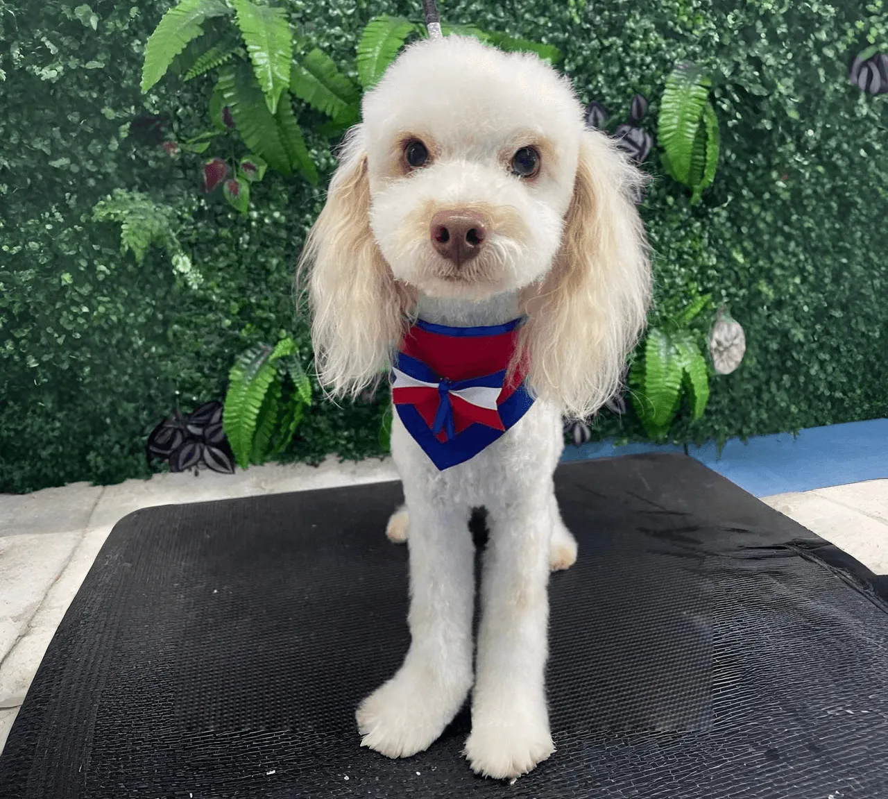 Un perro caniche blanco con un pañuelo rojo, azul y blanco, posando para la cámara.