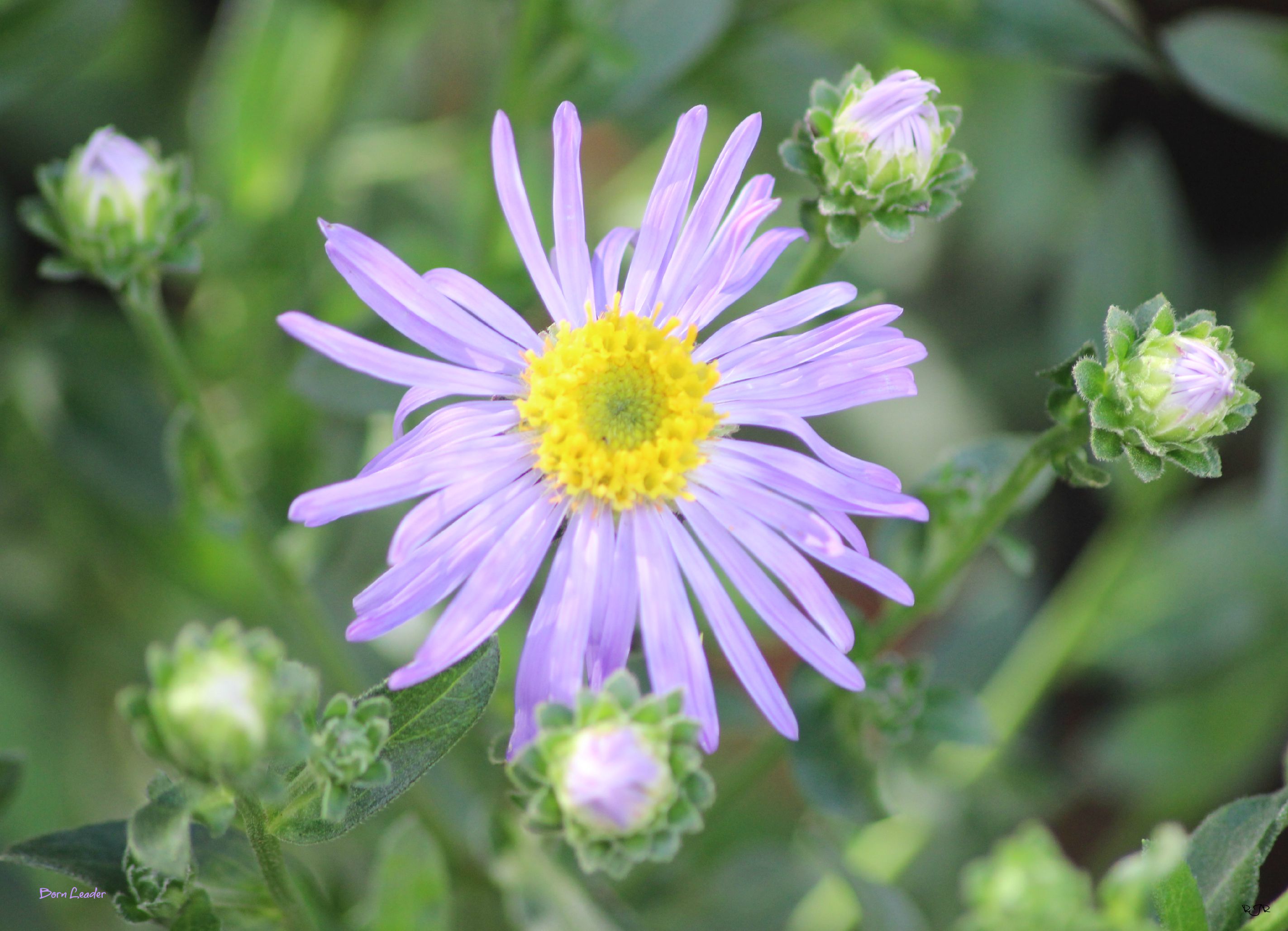 blue sky and white clouds over the sea