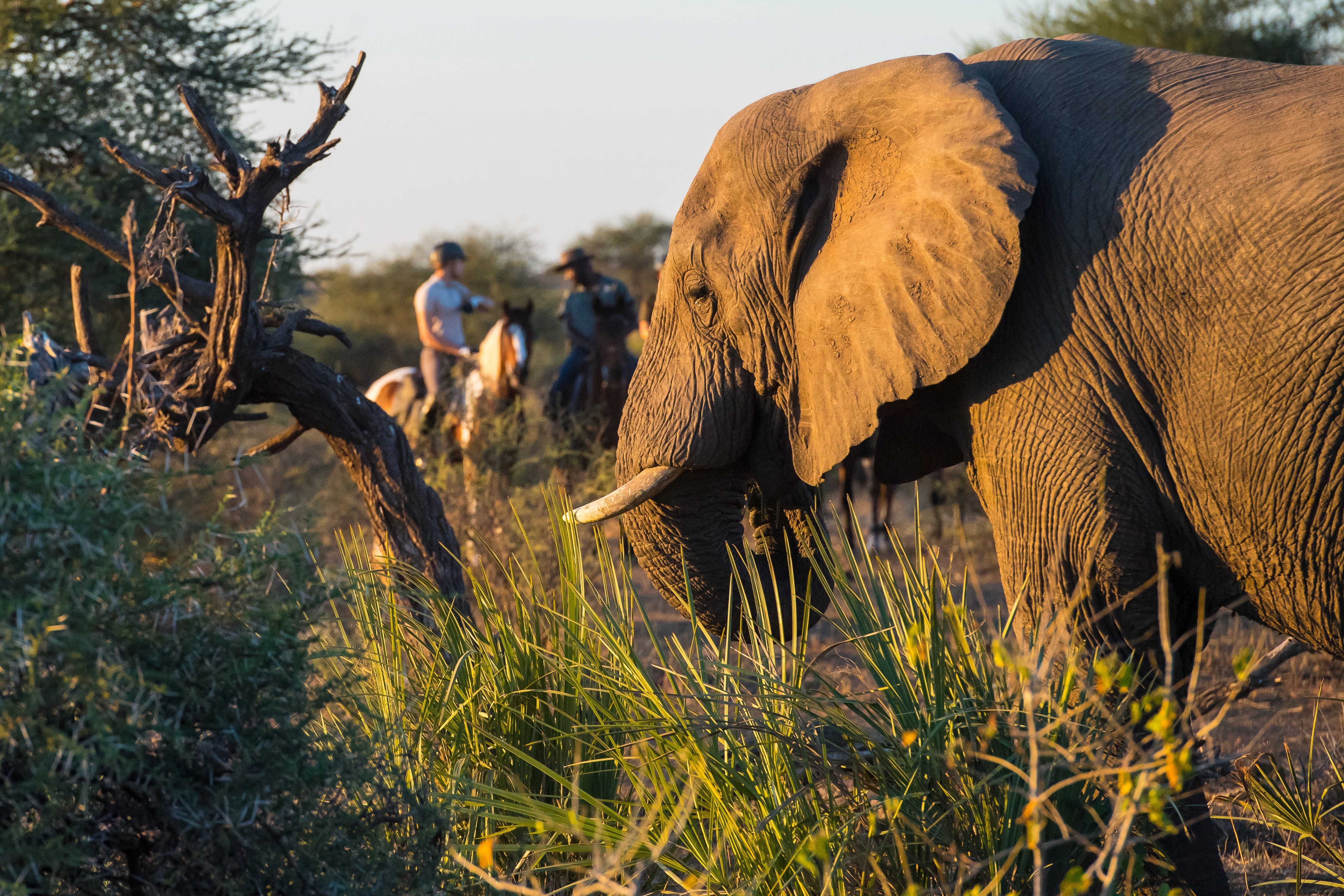 Tuli Safari, Botswana. En elefant fbetar lugnt medan ryttare ser på på avstånd – ett oförglömligt möte under en ridresa i Afrika.