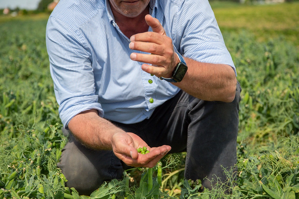 A man crouching in a pea field, holding freshly podded peas in his open palm while examining them, with the green crop surrounding him.
