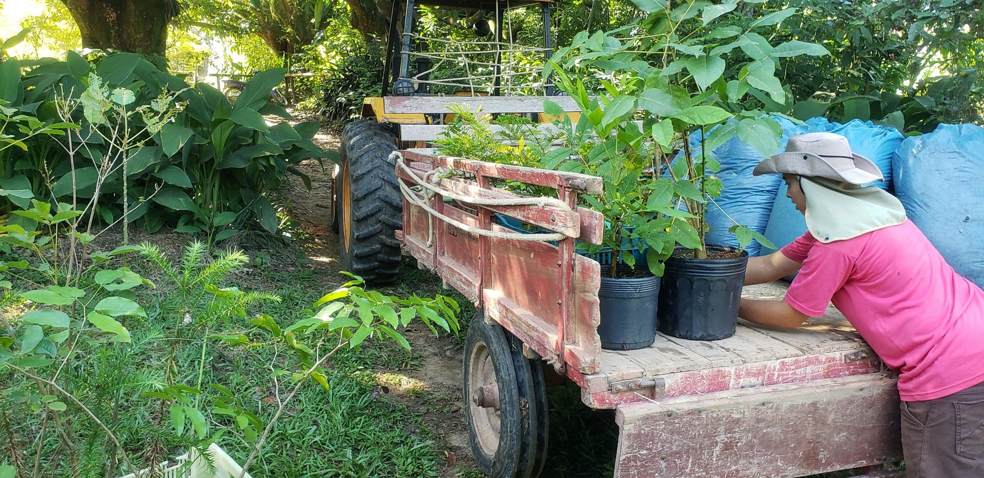 Mulher descarrega mudas em vasos de uma carreta agrícola para o plantio