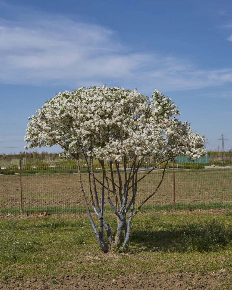 Malus ‘Evereste’ mit mehrstämmigem Wuchs, ausladender Krone und dichtem Blütenflor aus zahlreichen weißen Blüten.