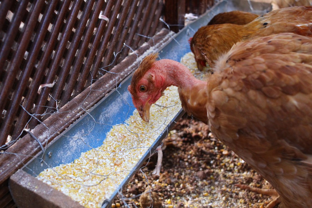 Alimento para aves con granos que requiere control de micotoxinas