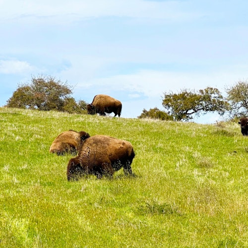在零星云彩下的蓝天旁，野牛在绿色草地上的山丘上悠闲地吃草，背景中还有几棵树。
