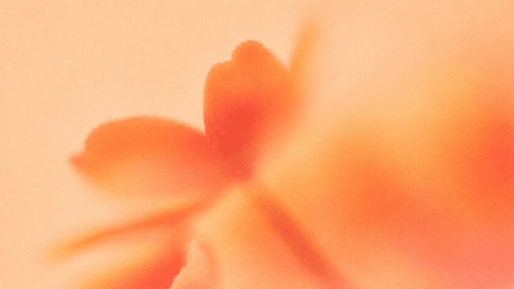 Soft-focus macro photograph of orange flower petals against a peach background