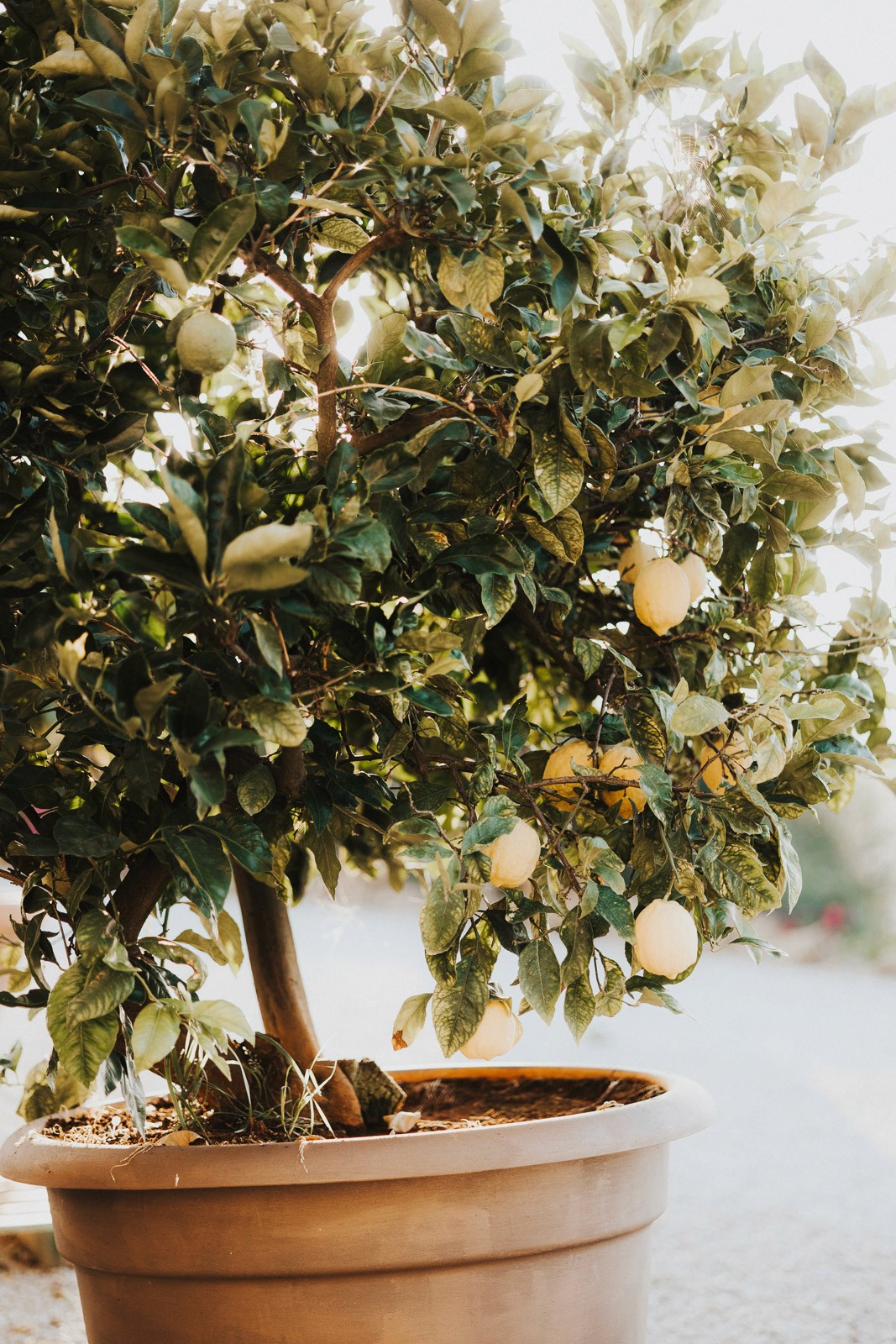 Zitronenbaum Hochzeit Toskana 