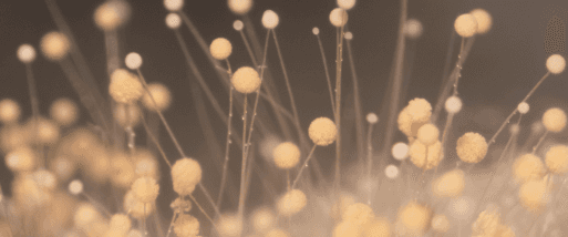 Mycotoxins