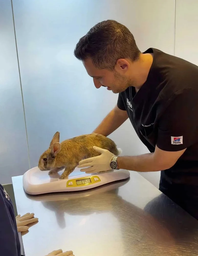 A veterinarian is checking the weight of a rabbit on a weighing scale.