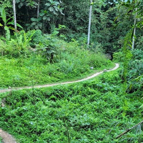 通往瀑布的路徑