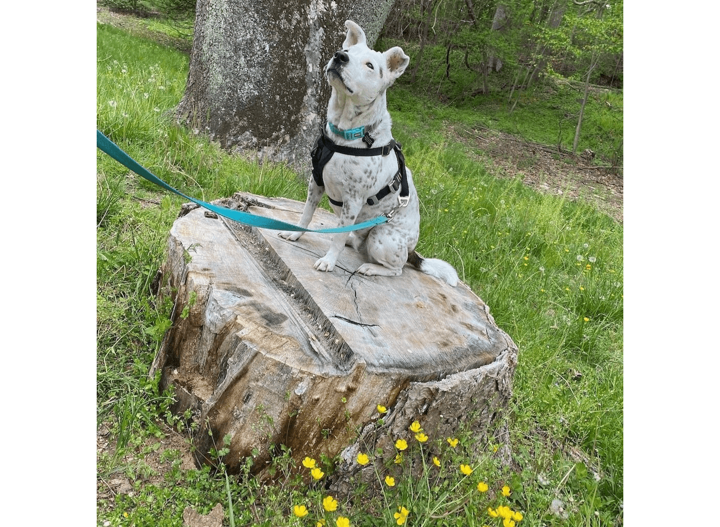Daisy hiking in Rock Creek Park