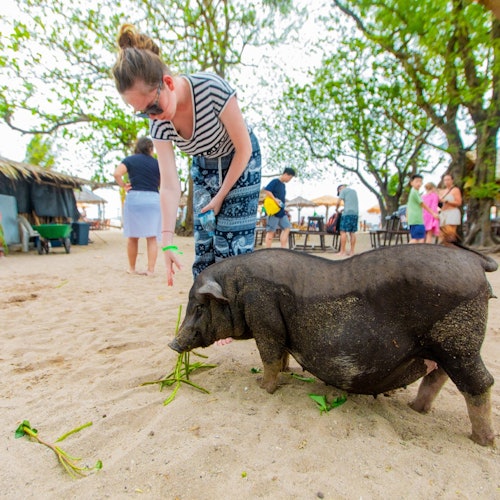 Tan & Pig Islands: Guided Speedboat Tour from Koh Samui + Pink Dolphin Spotting