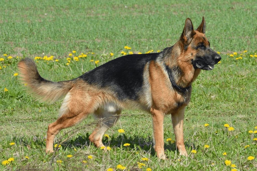 German Shepherd Physical Characteristics