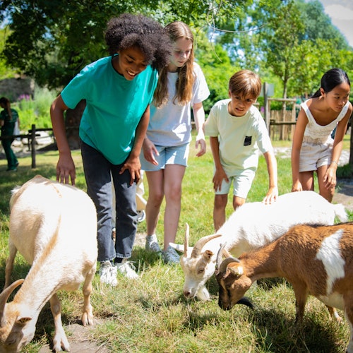 Les chèvres de la Ferme du Jardon d'Acclimatation