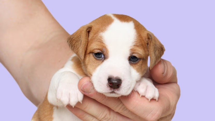 A tiny puppy being cradled in a pair of hands