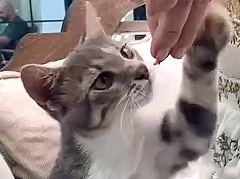Cat Sits – How Much is Enough?