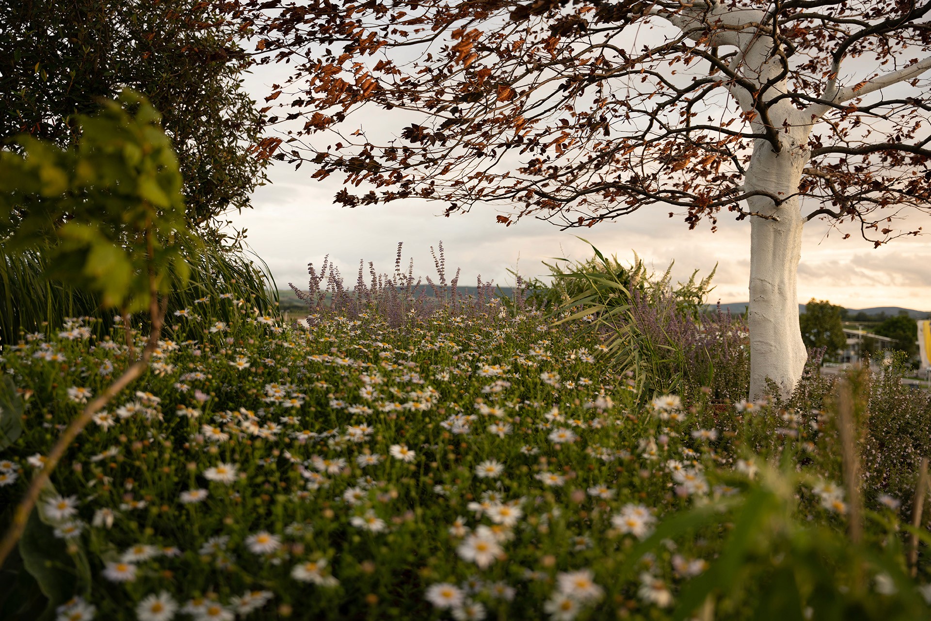 Naturnaher Dachgarten mit Stauden, Gräsern und Gehölzen rund um einen markanten Baum.