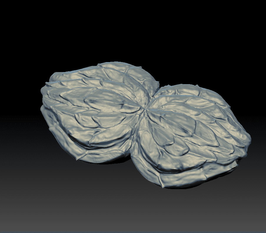 Paired folded organic forms with deeply wrinkled surfaces.