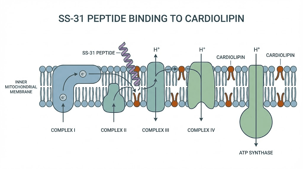 SS-31 peptide mechanism of action in mitochondria