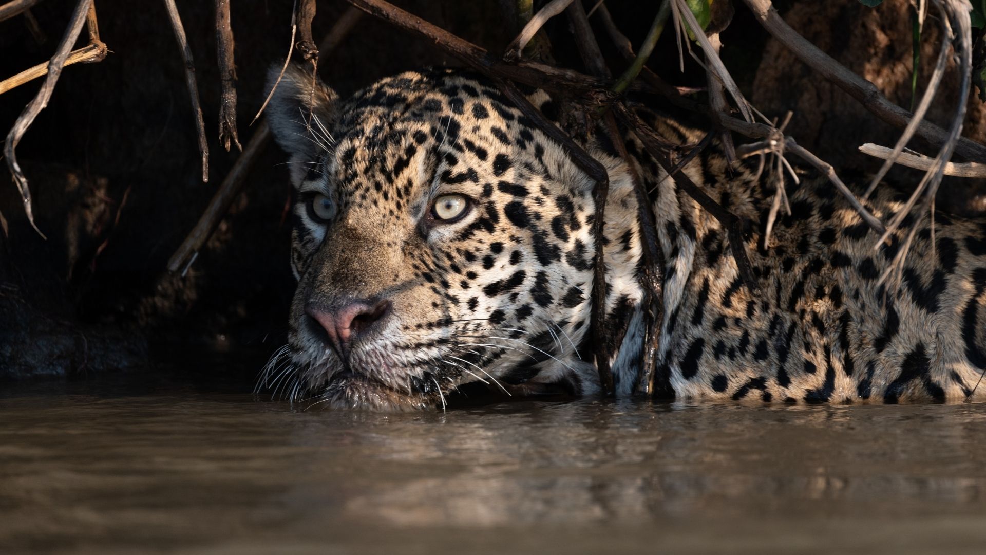 a close-crop of a wild jaguar peering out from under brush while swimming in a river