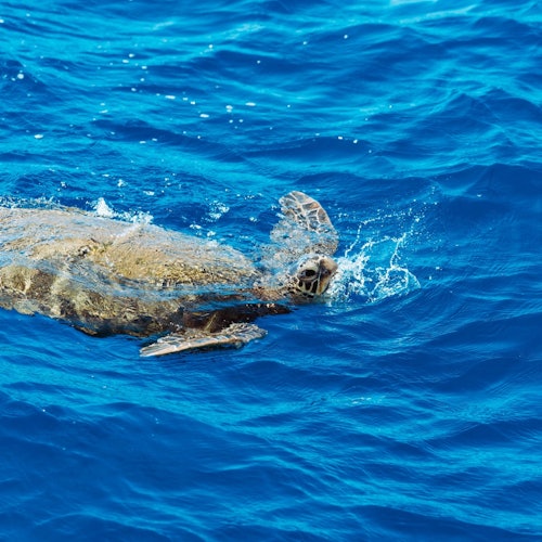 HAWAII GLASS BOTTOM BOAT TOURS