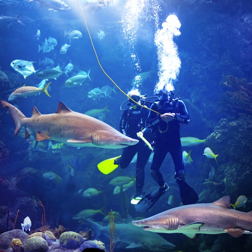 Two scuba divers underwater surrounded by various fish and two large sharks, with air bubbles rising above them.