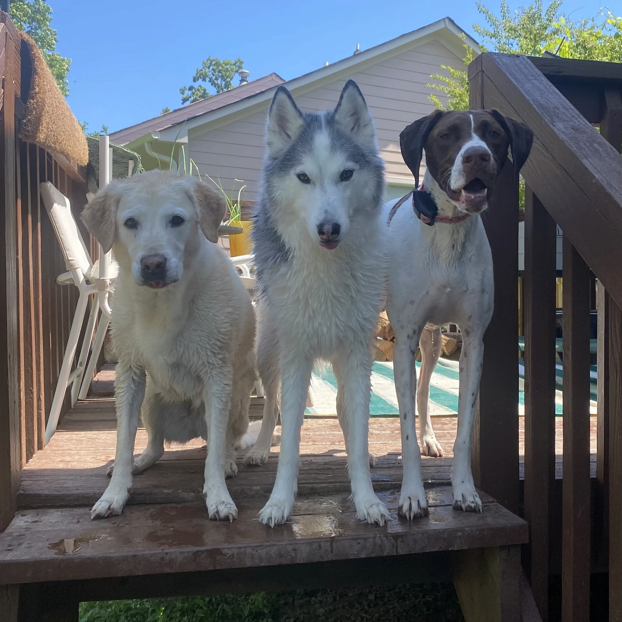 My three large and in charge dogs