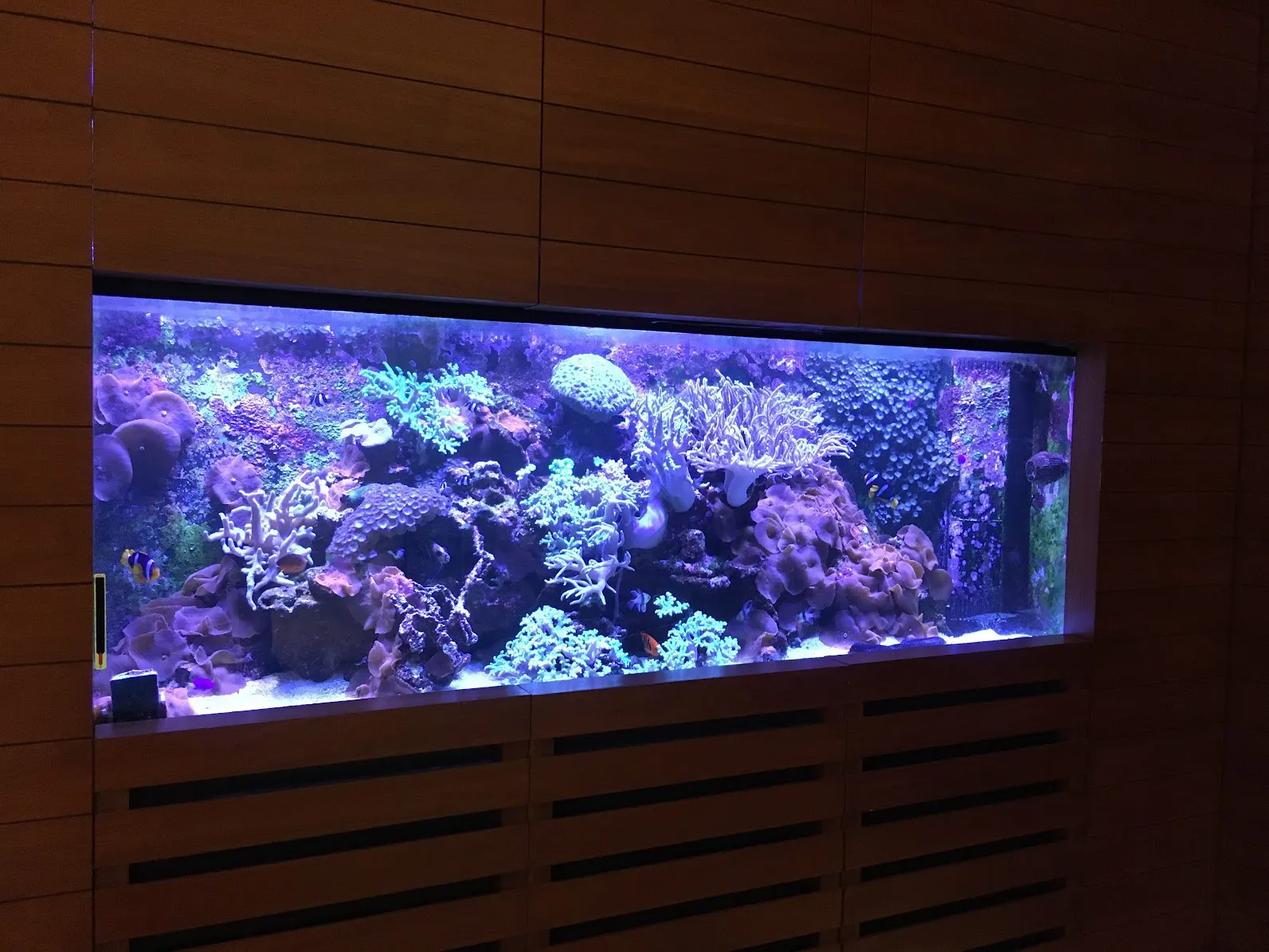 暗めの空間に設置された大型水槽が、密集したサンゴと海水魚を鮮やかに照らしている