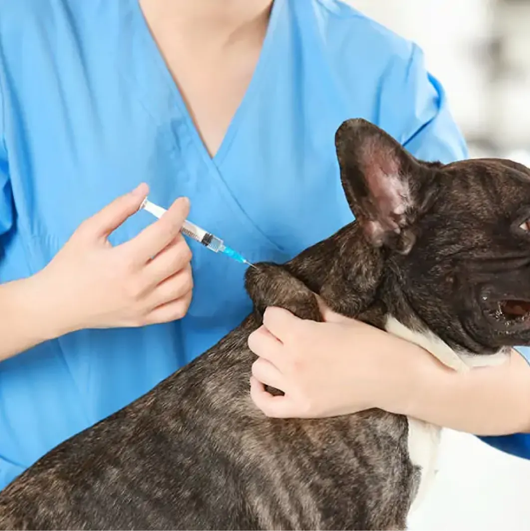 Capa do serviço veterinário Vacinação