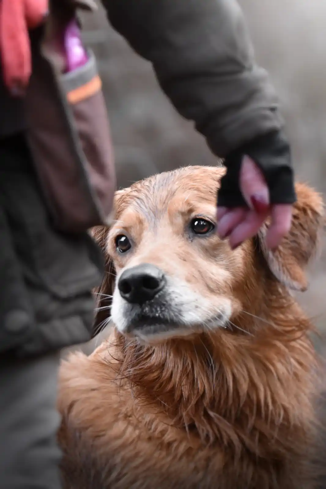 gros plan sur le regard d'un golden retriever au steady - séance d'entrainement retrievers working test