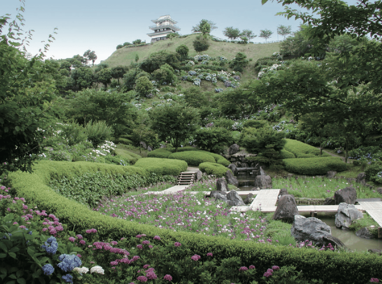 Hydreangeas at Yamanokuchi Hydrangea Garden