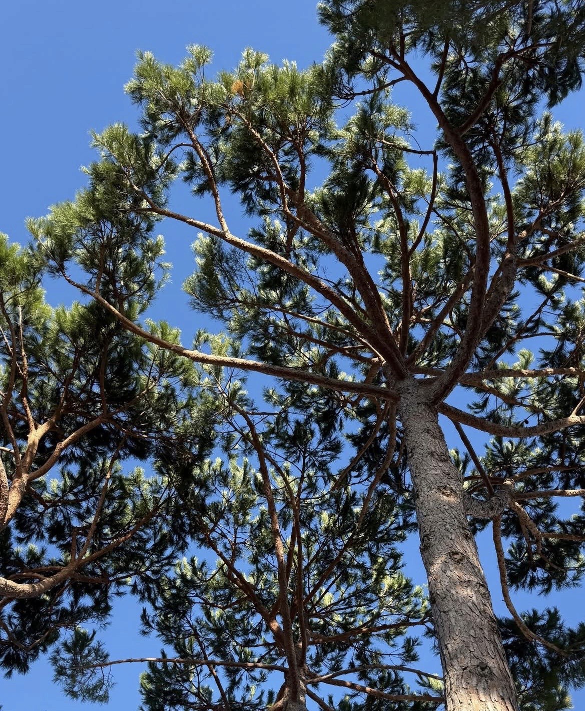 fabrication de terrasses pour une propriété aux Tournels, Ramatuelle.