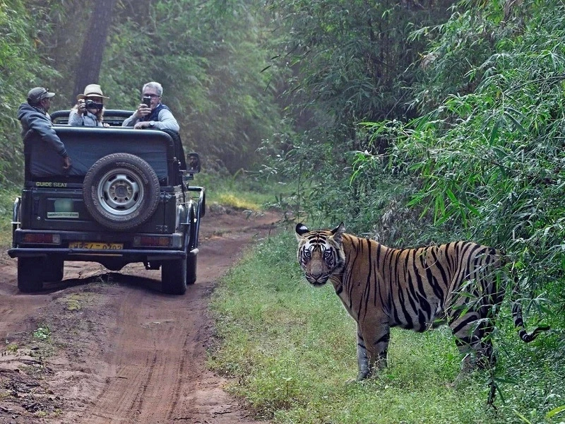 Tiger beside safari jeep