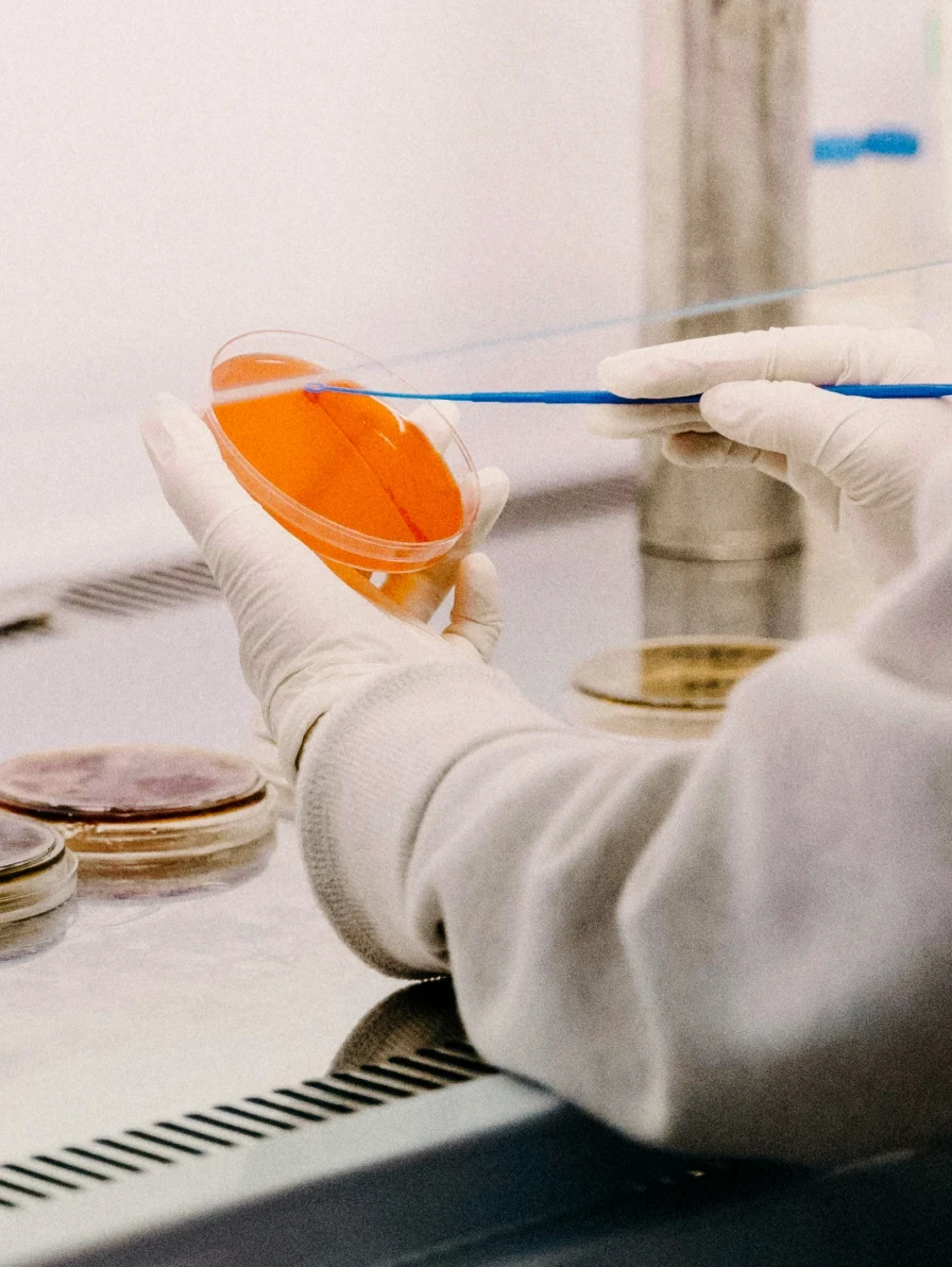 Scientist working with petri dishes in a lab