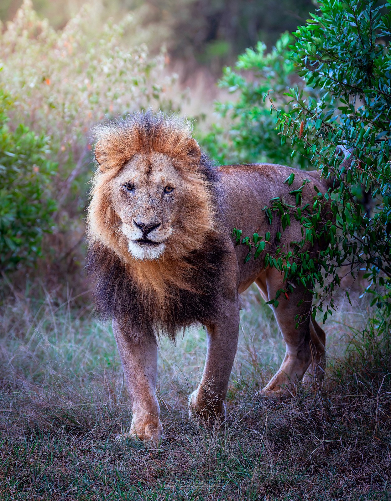 Leon en el Masai Mara, Kenya