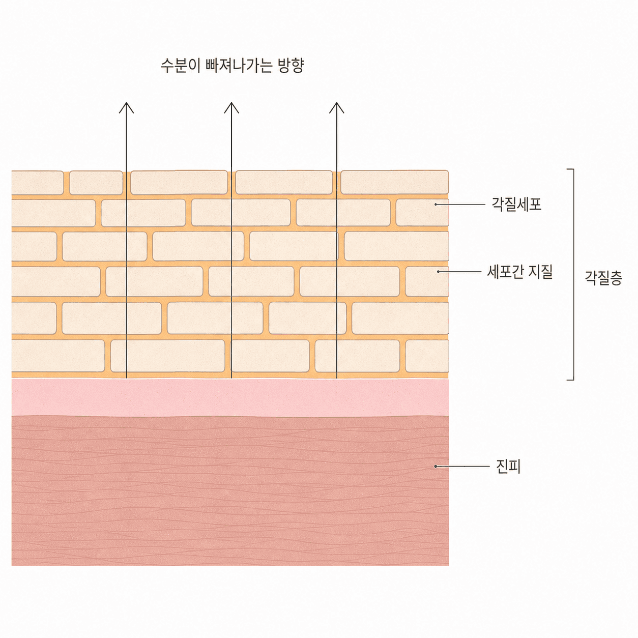 각질세포가 벽돌이라면 그 사이를 메운 지질이 모르타르 역할을 해요.