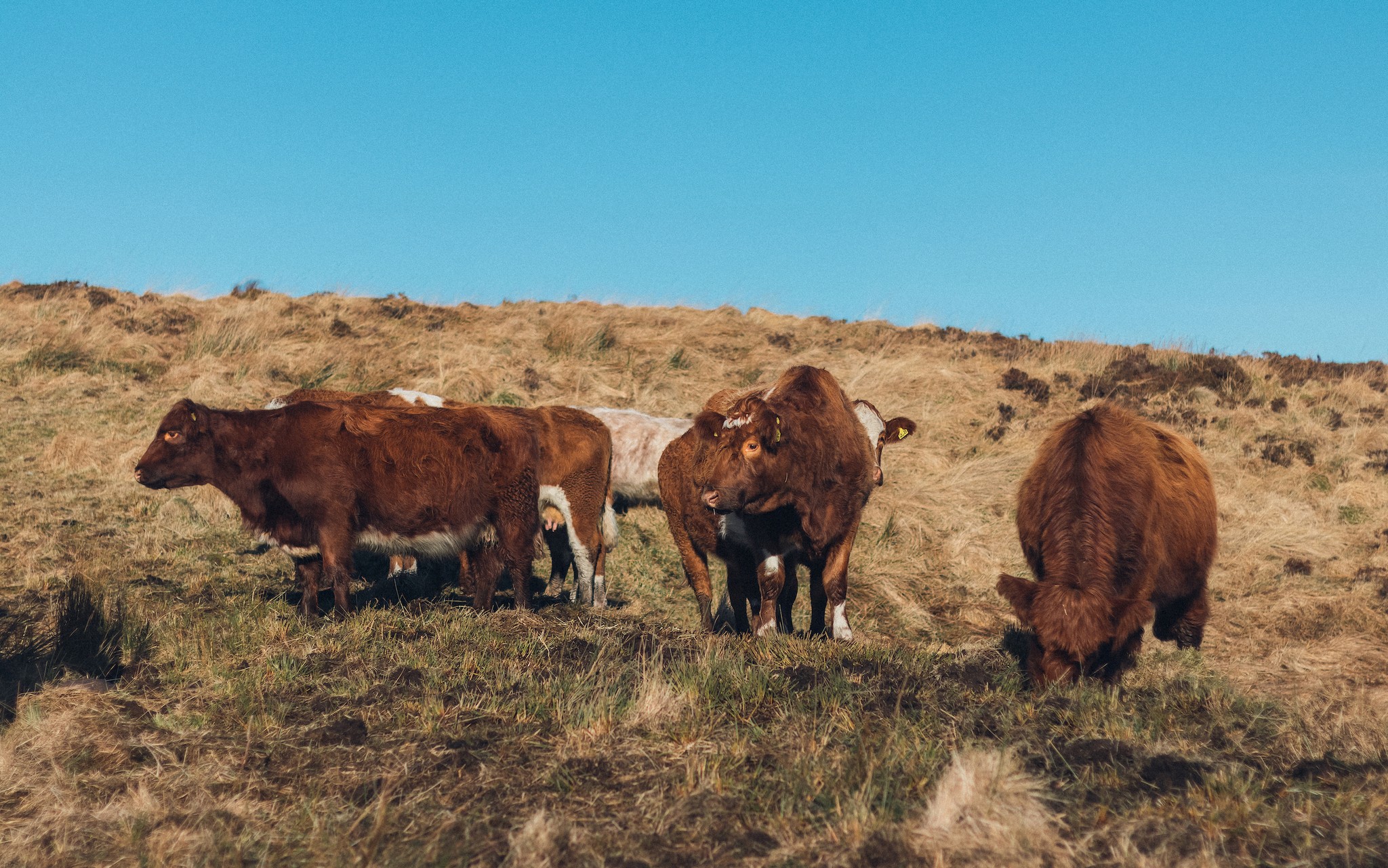 Grazing cows