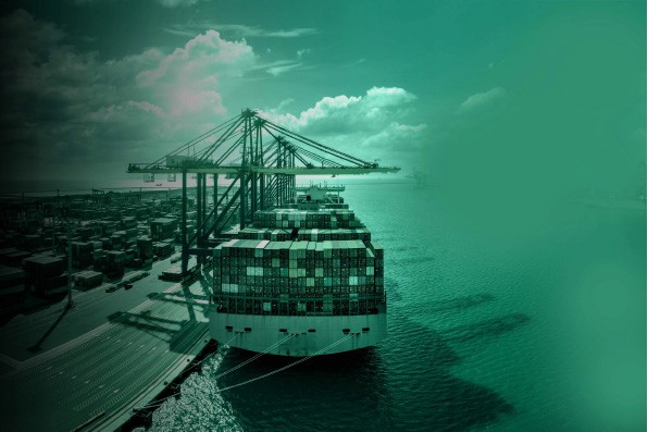 Silhouetted agapanthus flowers against a gradient sky.