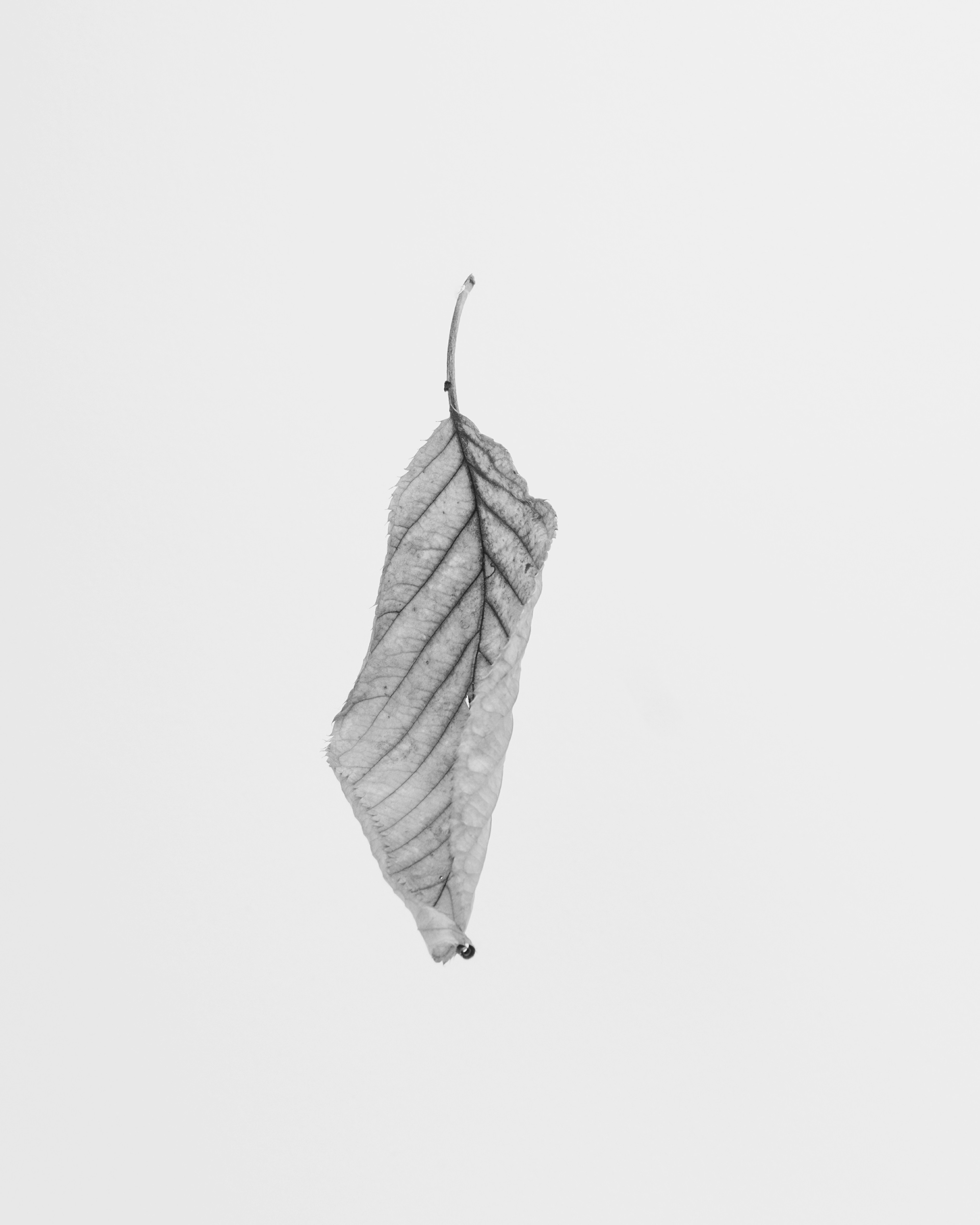 Solo Leaf