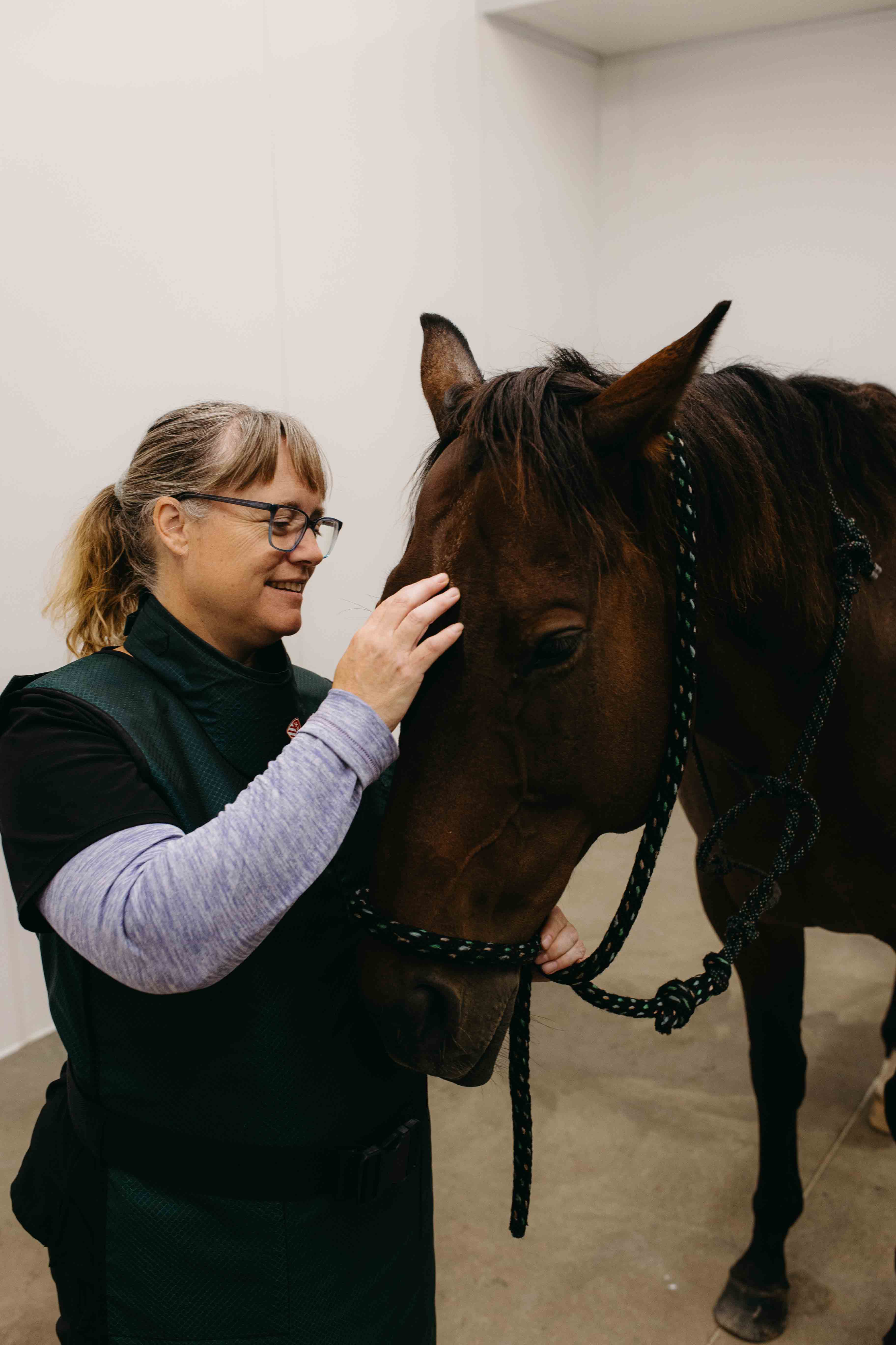 Horse undergoing body work at Rhythm Equine